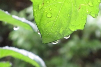 雨と水道水どっちがきれい?